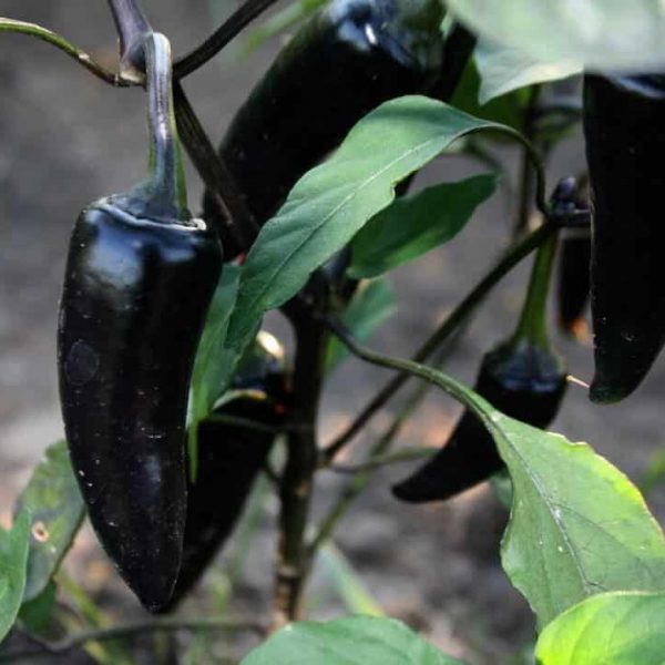 blackhungarian blackhungarian