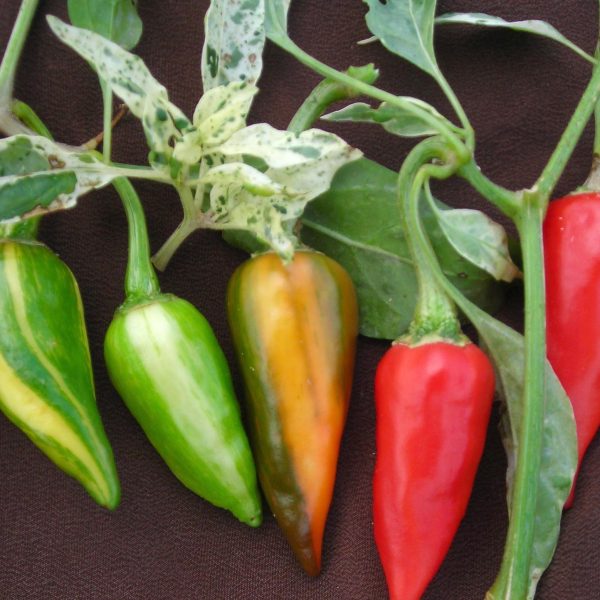 hot-pepper-fish_LRG Fish Pepper